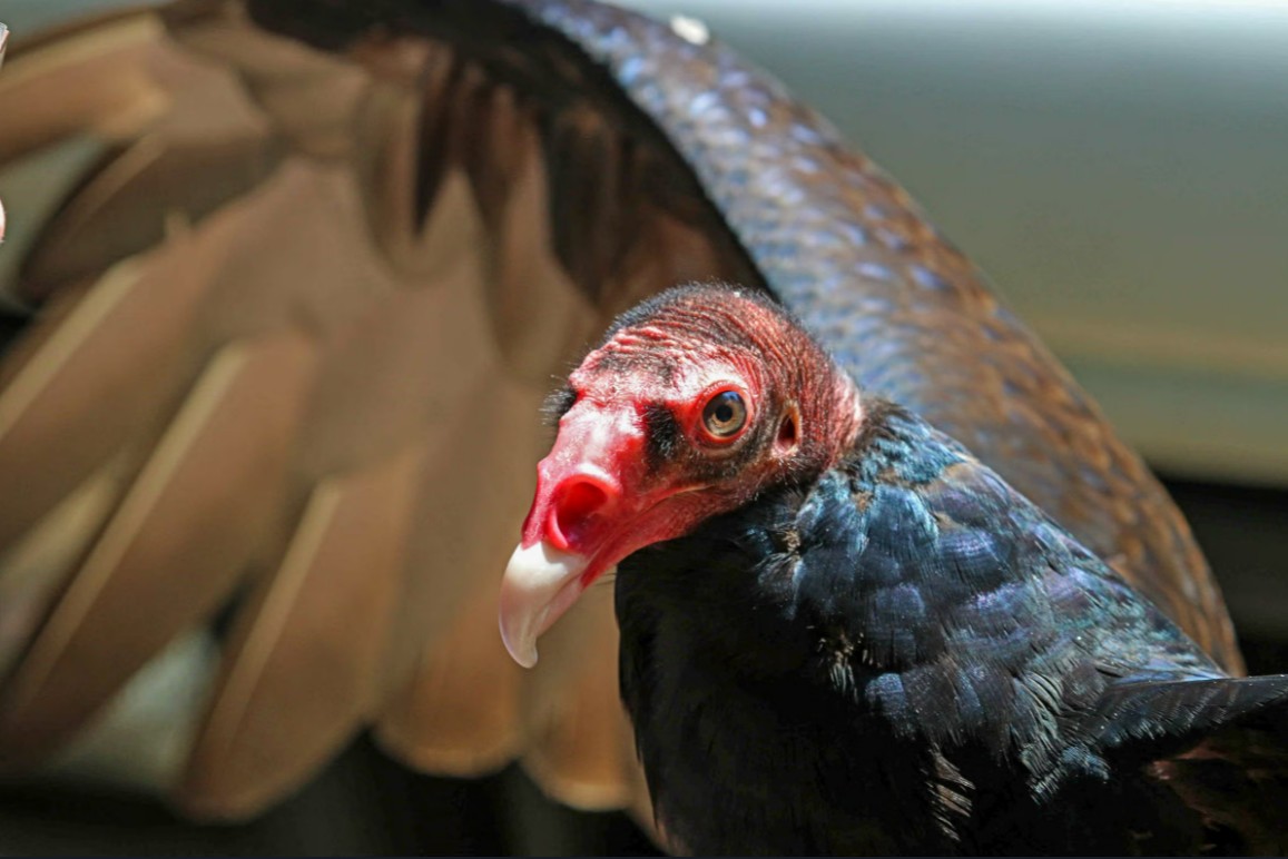 February Superstitions & Predictions